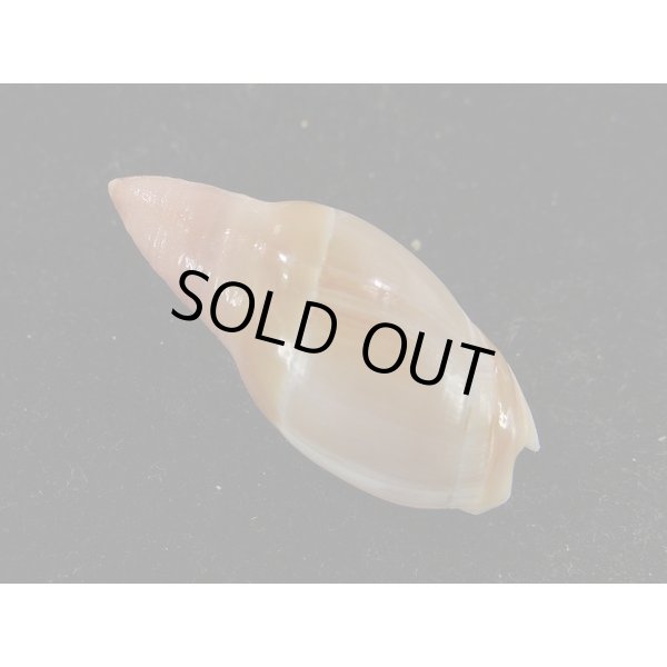 画像2: タカサゴリュウグウボタル (2)