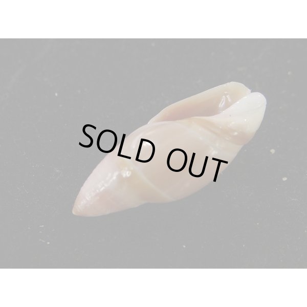 画像3: タカサゴリュウグウボタル (3)