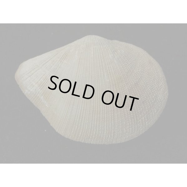 画像2: オナガギンスナゴ (2)