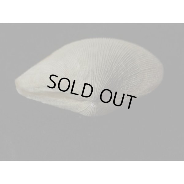 画像3: オナガギンスナゴ (3)