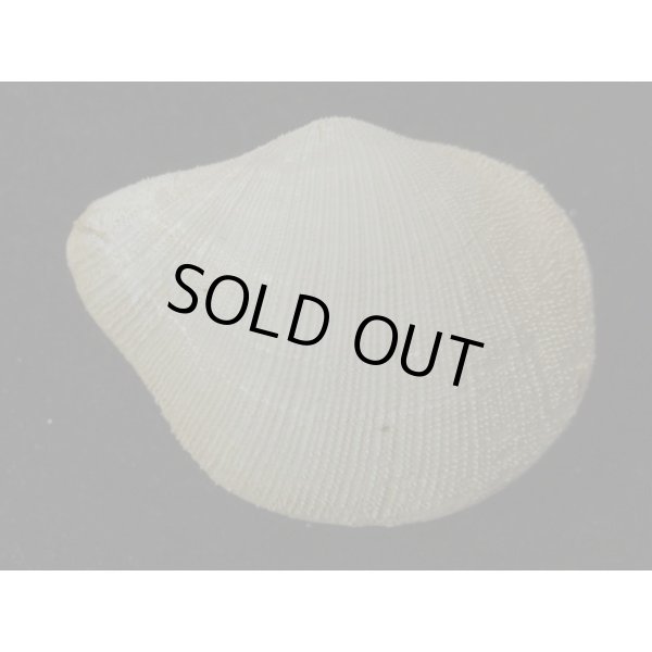 画像2: オナガギンスナゴ (2)