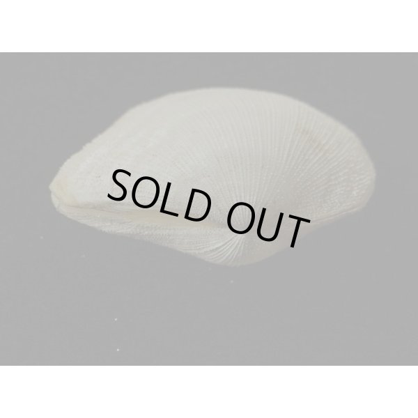 画像3: オナガギンスナゴ (3)