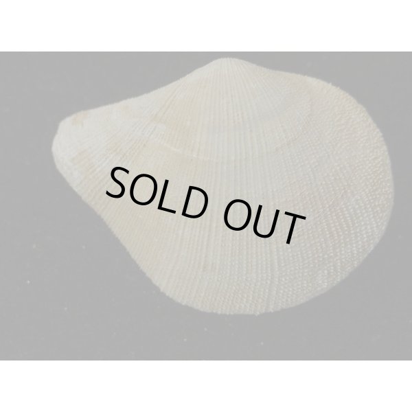 画像2: オナガギンスナゴ (2)