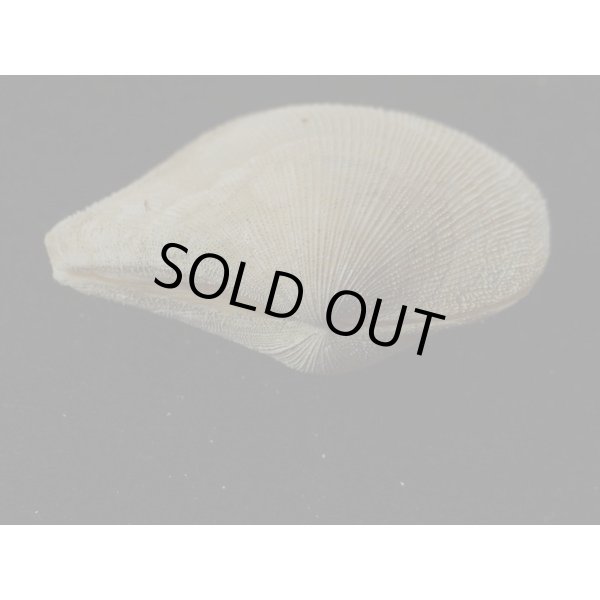 画像3: オナガギンスナゴ (3)