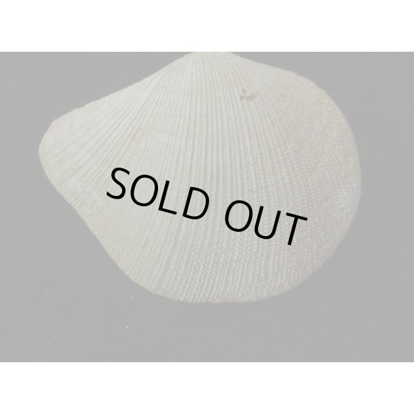 画像2: オナガギンスナゴ (2)