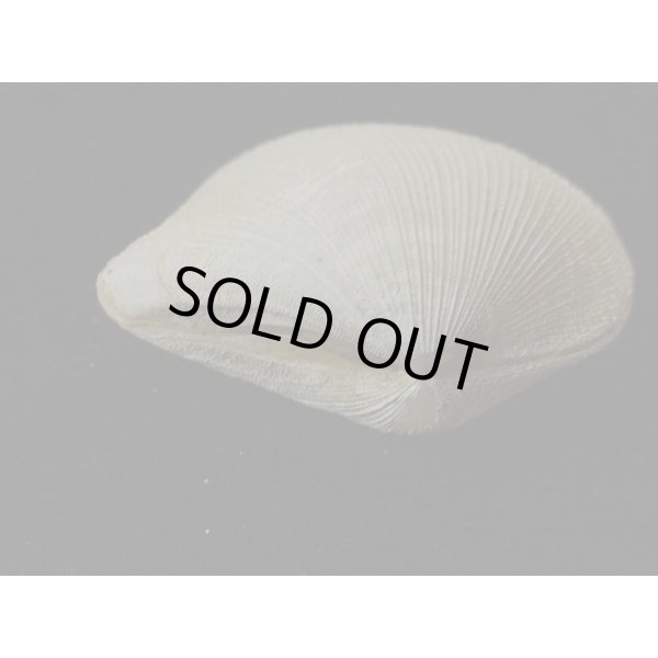 画像3: オナガギンスナゴ (3)