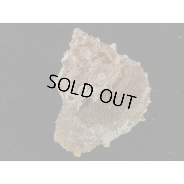 画像2: カミナリサザエ (2)