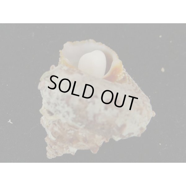 画像3: カミナリサザエ (3)