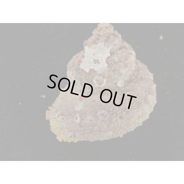 画像2: カミナリサザエ (2)