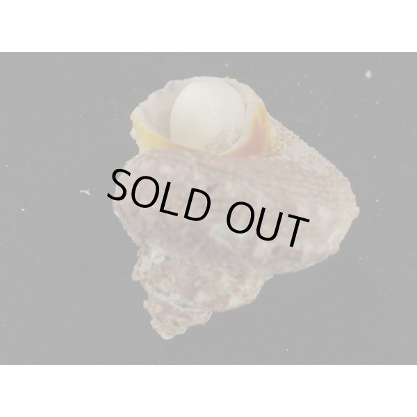 画像3: カミナリサザエ (3)