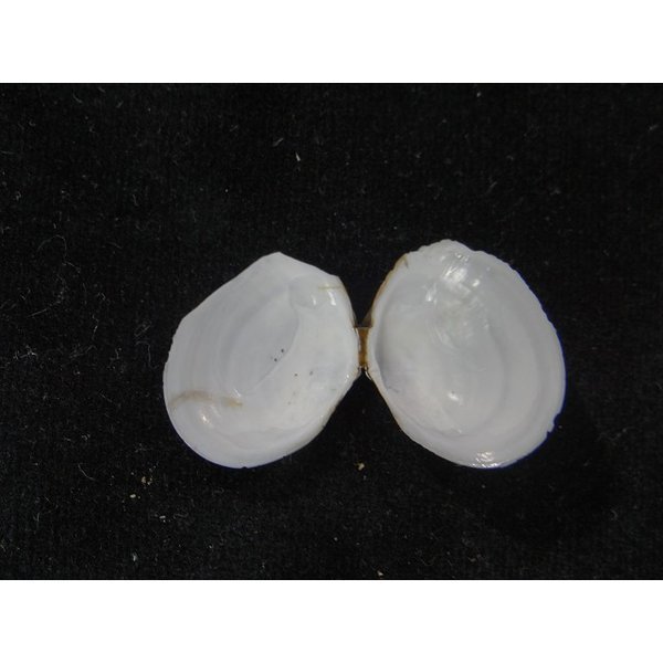 画像2: シラトリ系 不明種 深海産 (2)