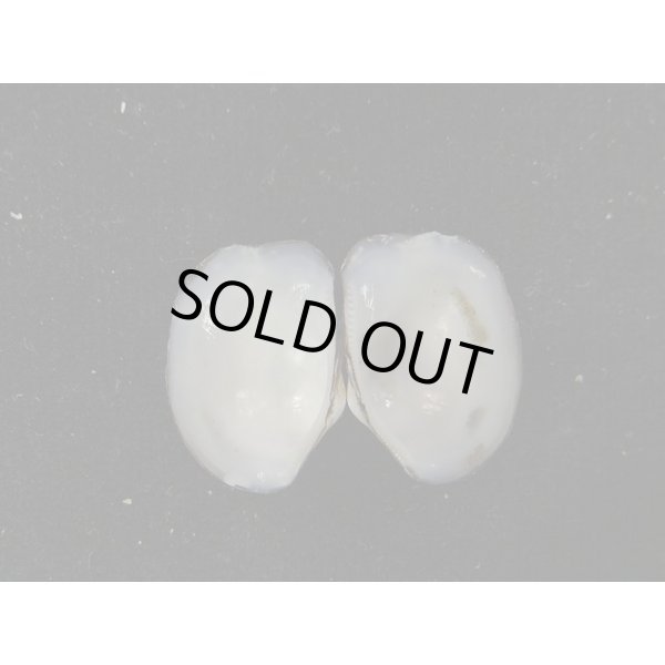 画像2: スミゾメソデ (2)