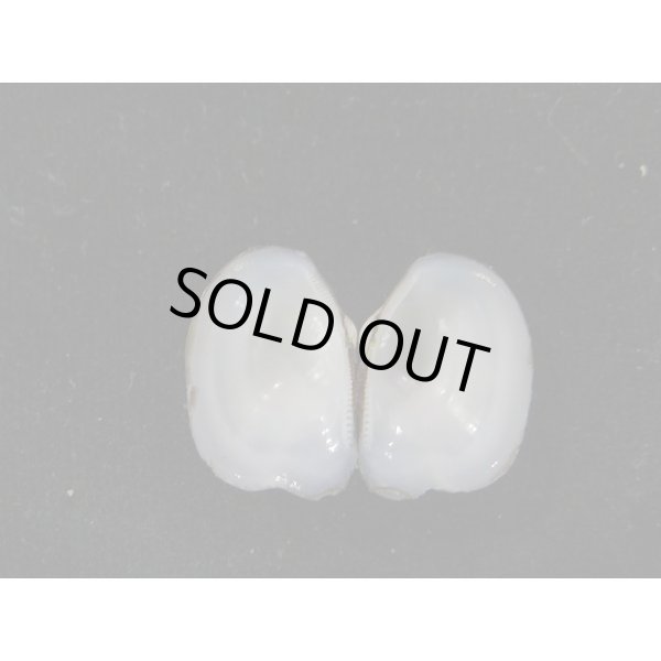 画像2: スミゾメソデ (2)