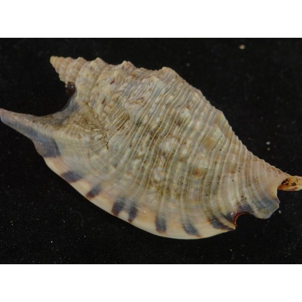 画像2: クリフマイノソデ 特大 (2)