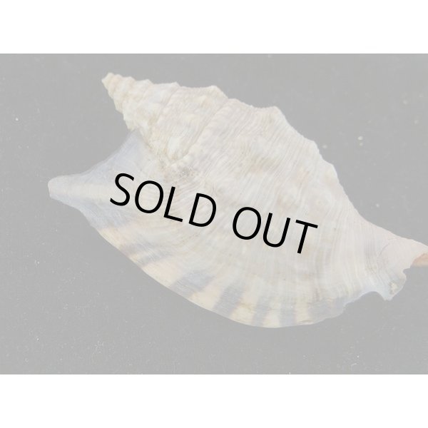 画像2: クリフマイノソデ 特大 (2)