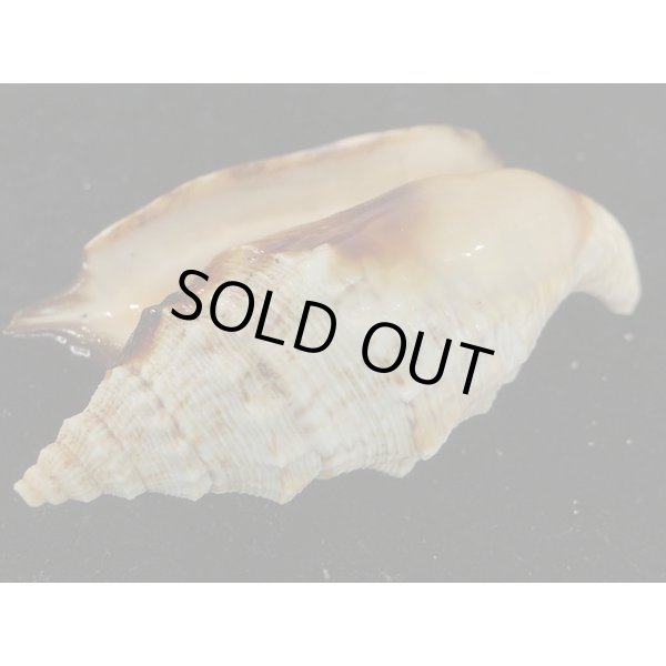 画像3: クリフマイノソデ 特大 (3)