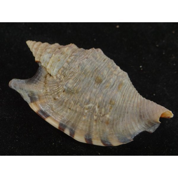 画像2: クリフマイノソデ 特大 (2)