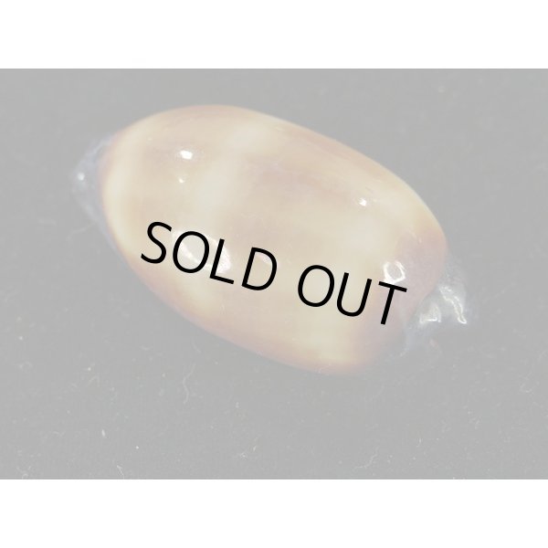 画像2: タルダカラ (2)