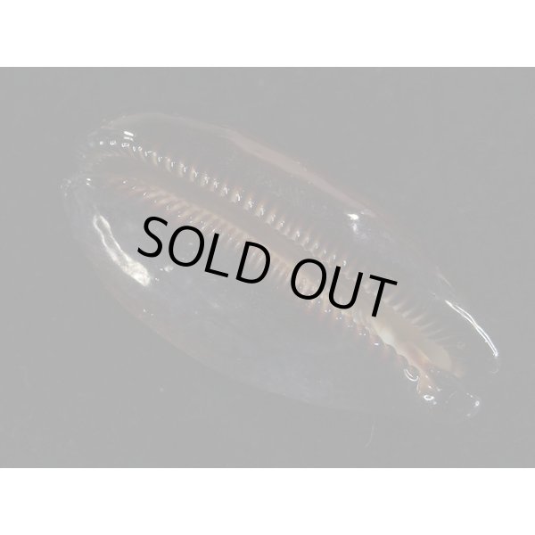 画像3: タルダカラ (3)