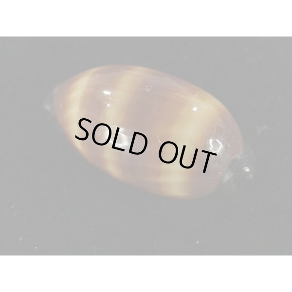 画像2: タルダカラ (2)