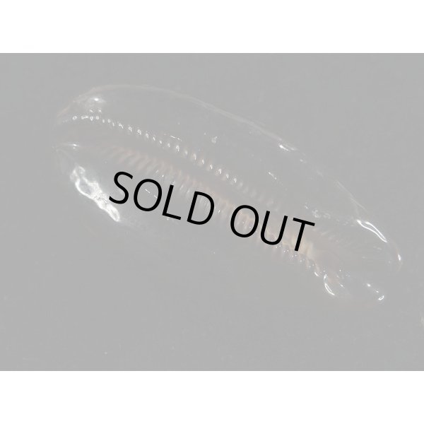 画像3: タルダカラ (3)