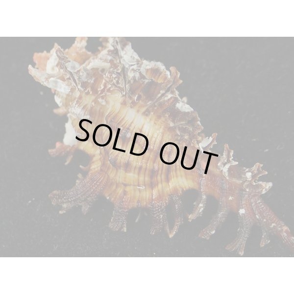 画像2: ゴクラクガンゼキ 未洗い 標準色 黒 (2)