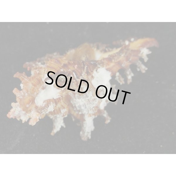 画像3: ゴクラクガンゼキ 未洗い 標準色 黒 (3)