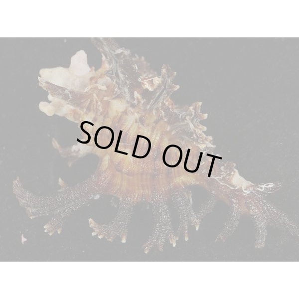 画像2: ゴクラクガンゼキ 未洗い 標準色 黒 (2)