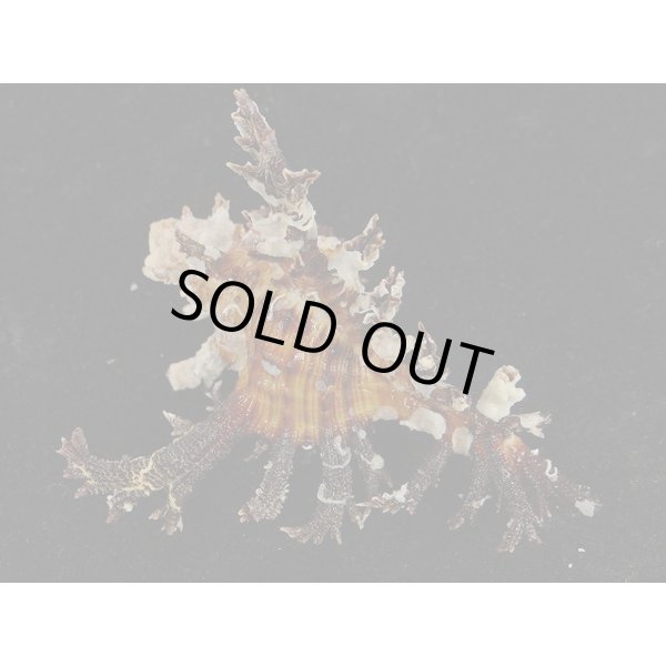 画像2: ゴクラクガンゼキ 未洗い 標準色 黒 (2)