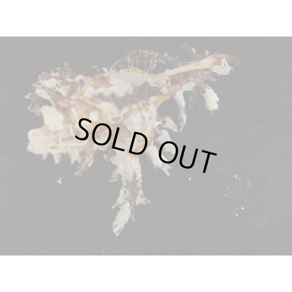 画像3: ゴクラクガンゼキ 未洗い 標準色 黒 (3)