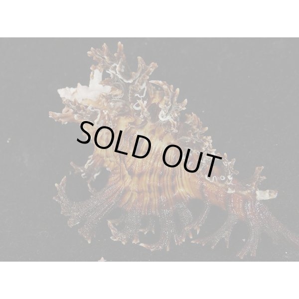 画像2: ゴクラクガンゼキ 未洗い 標準色 黒 (2)