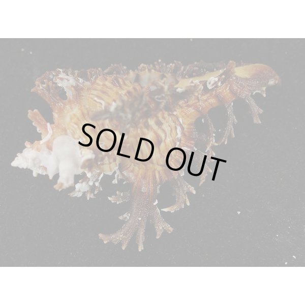 画像3: ゴクラクガンゼキ 未洗い 標準色 黒 (3)