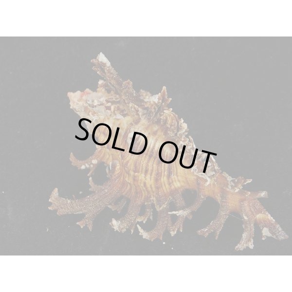 画像2: ゴクラクガンゼキ 未洗い 標準色 黒 (2)