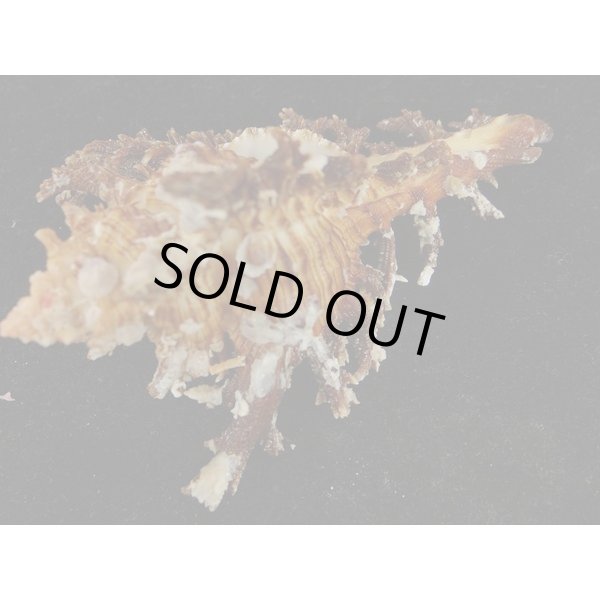 画像3: ゴクラクガンゼキ 未洗い 標準色 黒 (3)