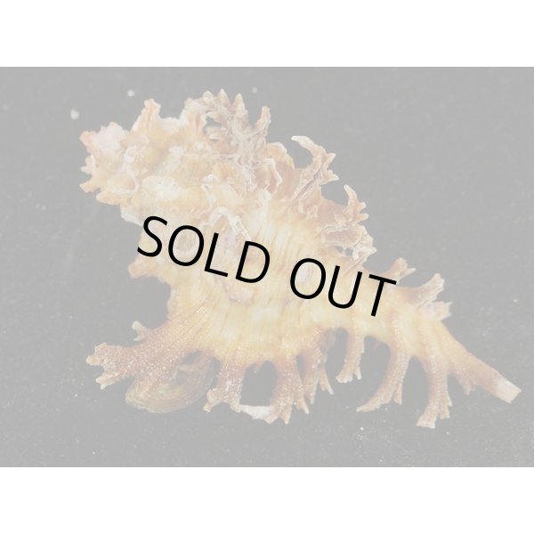 画像2: ゴクラクガンゼキ 未洗い 中間色 ブラウン (2)