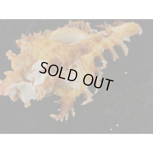 画像3: ゴクラクガンゼキ 未洗い 中間色 ブラウン (3)