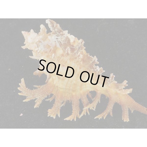 画像2: ゴクラクガンゼキ 未洗い 中間色 ブラウン (2)