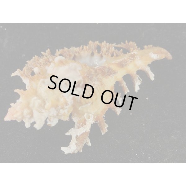 画像3: ゴクラクガンゼキ 未洗い 中間色 ブラウン (3)