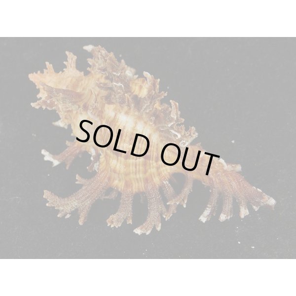 画像2: ゴクラクガンゼキ 未洗い 中間色 ブラウン (2)