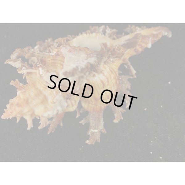 画像3: ゴクラクガンゼキ 未洗い 中間色 ブラウン (3)