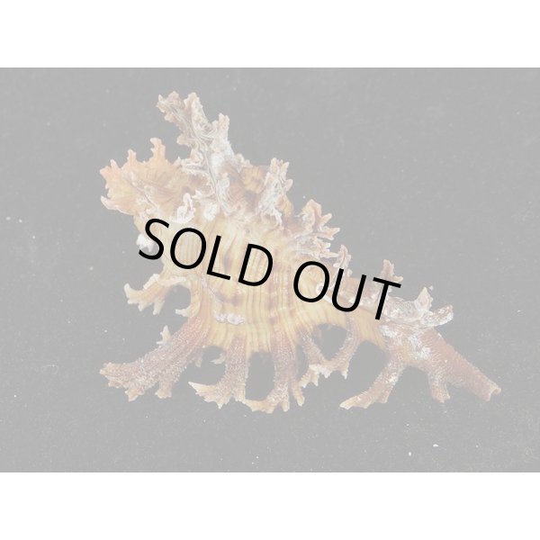 画像2: ゴクラクガンゼキ 未洗い 中間色 ブラウン (2)