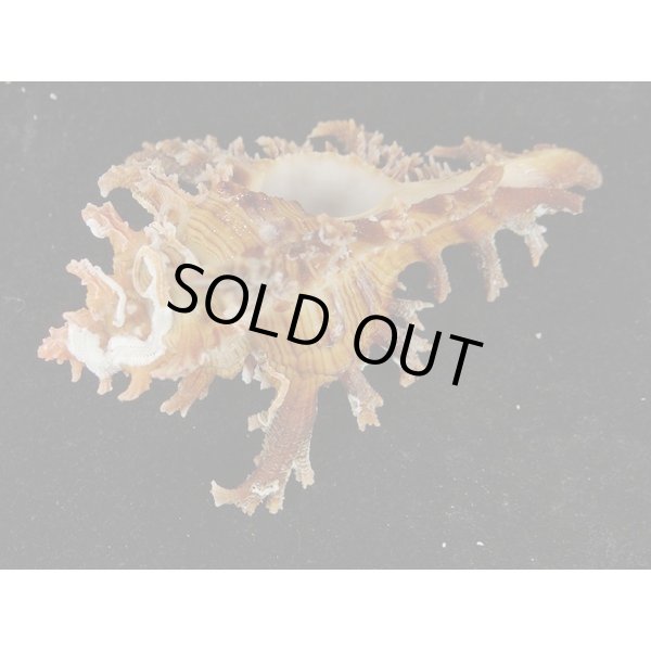 画像3: ゴクラクガンゼキ 未洗い 中間色 ブラウン (3)