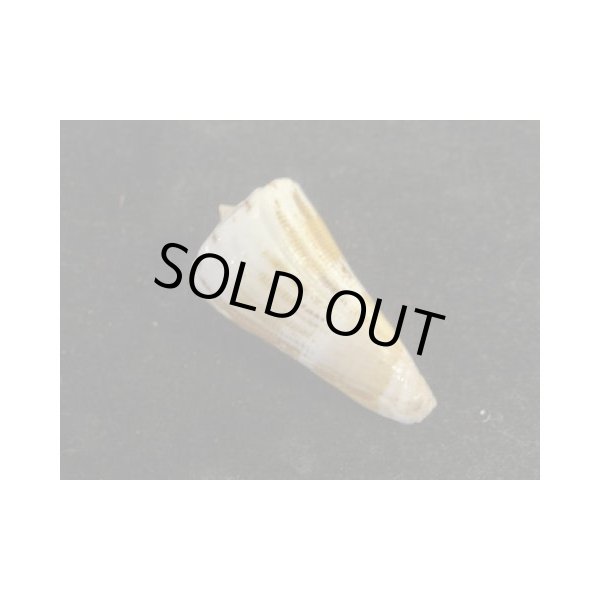 画像2: ミズヒキイモ (2)