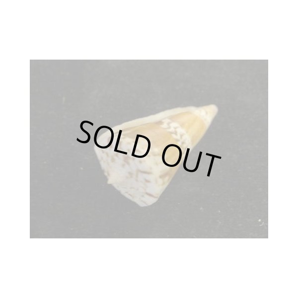 画像3: ミズヒキイモ (3)