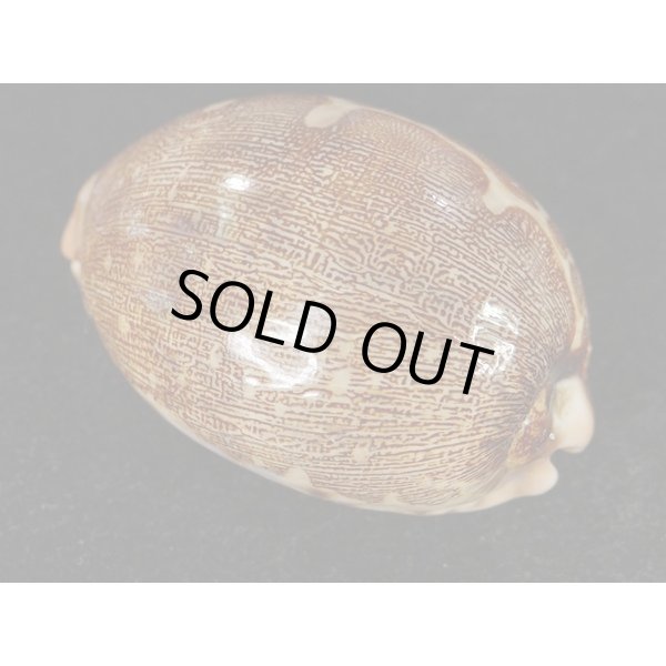 画像2: m.mappa  スレンダーフォーム (2)