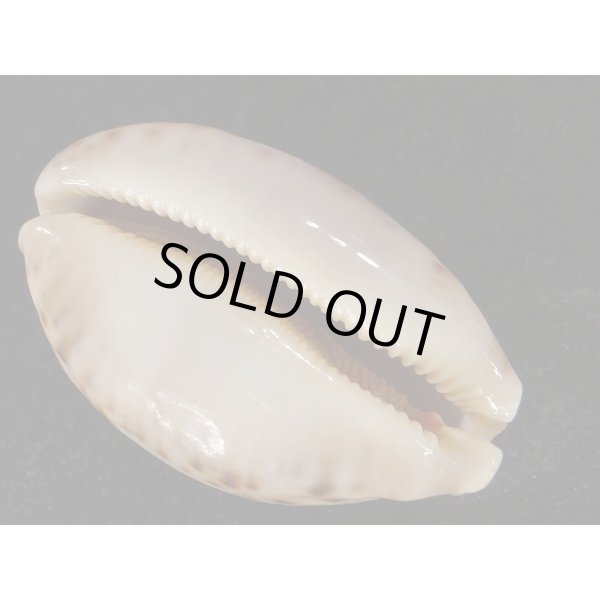 画像3: m.mappa  スレンダーフォーム (3)