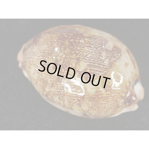 画像2: m.mappa  スレンダーフォーム (2)