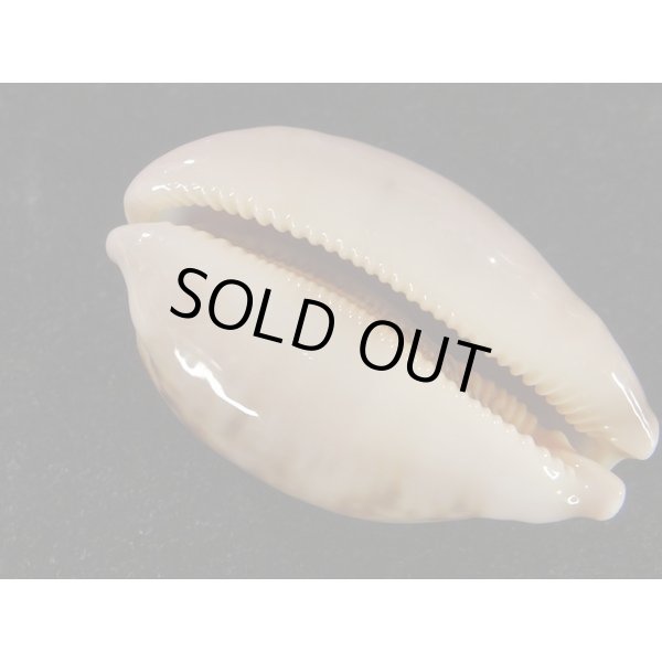 画像3: m.mappa  スレンダーフォーム (3)