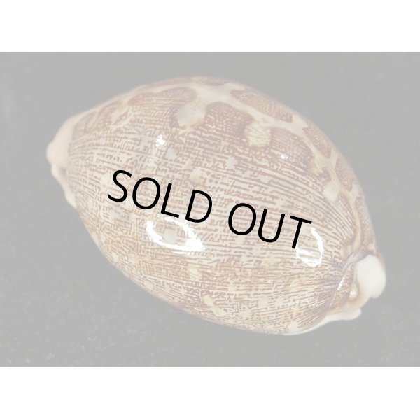 画像2: m.mappa  スレンダーフォーム (2)