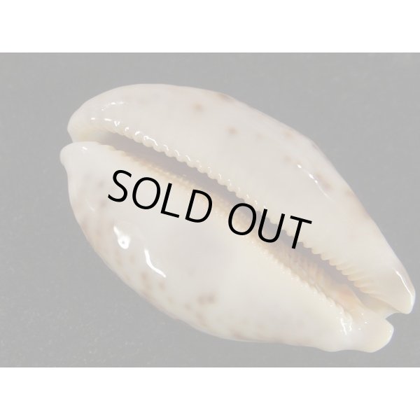 画像3: m.mappa  スレンダーフォーム (3)